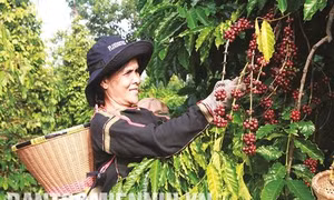 Người dân xã Ea Tu thu hái cà phê liên kết trồng với Hợp tác xã Ea Tu, thành phố Buôn Ma Thuột (Đắk Lắk). Ảnh: Phạm Cường 