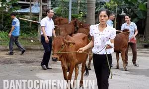 Ba năm gần đây, mô hình chăn nuôi bò sinh sản đã giúp nhiều hộ gia đình thoát nghèo. Ảnh: Trung Xuân