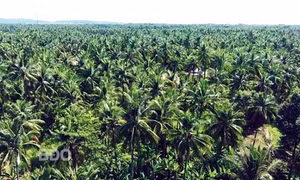 Ảnh minh họa: baobinhdinh.vn