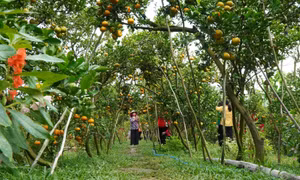 Khách tham quan vườn quýt hồng Hai Kiệt ở xã Long Hậu, huyện Lai Vung (Đồng Tháp). Ảnh: Nhựt An - TTXVN