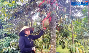 Nhờ năng động, mạnh dạn đầu tư vào sản xuất, chị Nguyễn Thị Nhi ở thôn Ra Pân, xã Sơn Long (Sơn Tây, Quảng Ngãi) có nguồn thu nhập hàng trăm triệu đồng mỗi năm. Ảnh: baoquangngai.vn