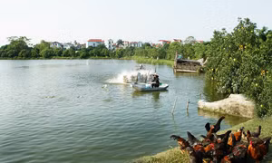 Hà Nội phát triển chăn nuôi thủy sản theo hướng hữu cơ