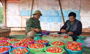 Hộ gia đình anh Lê Trung Toàn, bản Nong Quỳnh, xã Cò Nòi phân loại dâu tây sau khi thu hoạch. Ảnh: Hữu Quyết – TTXVN