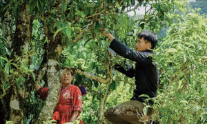 Bà con dân tộc Mông ở Sín Chải thường thu hoạch chè trong khoảng thời gian từ tháng 3 đến hết tháng 10 hằng năm. Ảnh: Xuân Tư - TTXVN