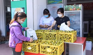 Sản phẩm OCOP hồng Vành Khuyên (Văn Lãng, Lạng Sơn) được bán tại Trung tâm Khuyến công và Xúc tiến thương mại, Sở Công Thương tỉnh Lạng Sơn. Ảnh: Anh Tuấn – TTXVN