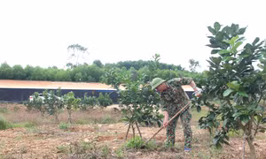 Anh Nguyễn Huy Phố (sinh năm 1983, ở thôn Thanh Mỹ, xã Thượng Lộc, huyện Can Lộc) là một trong những gương thanh niên mạnh dạn khởi nghiệp và đến nay đã có những thành quả bước đầu trên đồng đất quê hương. Ảnh: Hoàng Ngà - TTXVN