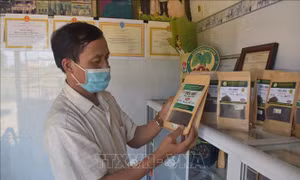 Hợp tác xã hồ tiêu hữu cơ Bình Tiến tại huyện Đắk Song (Đắk Nông) thu về 700 tấn hồ tiêu/ năm. Sản phẩm hồ tiêu của hợp tác xã luôn cao hơn thị trường từ 20-30% và hiện được xuất khẩu qua Ấn Độ. Ảnh: Nguyên Dung-TTXVN