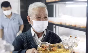 Bình rượu hình con hổ chuẩn bị cho Tết Nguyên đán Nhâm Dần 2022. Ảnh: Lê Ngọc Phước- TTXVN