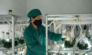 au khi được nhân cấy trong phòng giống cấp 1, tảo xoắn được chăm sóc theo một chế độ nghiêm ngặt duy trì liên tục nguồn sục khí oxy và ánh sáng. Ảnh: Văn Tý-TTXVN