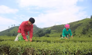 Người dân huyện Tân Uyên chú trọng phát triển chè hữu cơ, đem lại giá trị kinh tế cao. Ảnh: Đinh Thùy-TTXVN