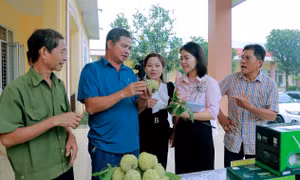 Na Đông Triều được biết đến có vị ngọt thơm, dẻo, có giá trị kinh tế cao. Ảnh: Thanh Vân-TTXVN