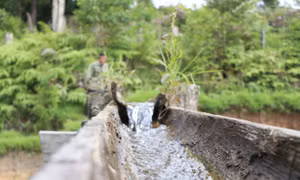 Người Xê Đăng tận dụng cây Đùng Đình để dẫn nước về ruộng nước. Ảnh: Cao Nguyên – TTXVN