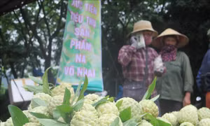 Na La Hiên nổi tiếng tại tỉnh Thái Nguyên đã được cấp chứng nhận nhãn hiệu tập thể và đạt chuẩn OCOP 3 sao năm 2020. Ảnh: Trần Trang-TTXVN