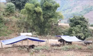Người dân vùng cao xã Nậm Cha, huyện Sìn Hồ làm lều, đót lửa chống rét cho trâu. Ảnh: Nguyễn Oanh-TTXVN