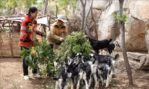 Mô hình nuôi dê kết hợp nhận khoán bảo vệ rừng giúp nhiều hộ đồng bào Chăm ở xã Phước Nam (huyện Thuận Nam, Ninh Thuận) vươn lên thoát nghèo. Ảnh: Nguyễn Thành – TTXVN