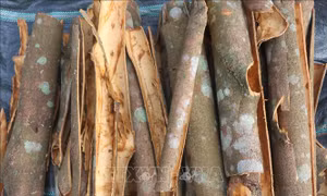 Số quế mà các hộ dân "mót" lại sau khi bị kẻ gia lột trộm. Ảnh: Bích Huệ - TTXVN