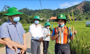 Cán bộ Trung tâm Dịch vụ Hỗ trợ phát triển nông nghiệp huyện Lục Yên đánh giá kết quả mô hình trồng giống lúa thuần HANA6 tại xã Mường Lai. Ảnh: baoyen bai.com.vn