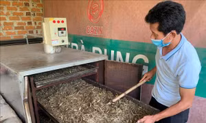 Cơ sở sản xuất trà dung của anh Nguyễn Cảnh Duy (xã Canh Vinh). Ảnh: Tường Quân - TTXVN