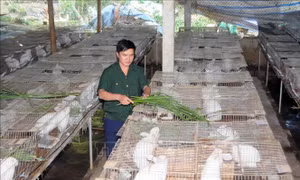 Mô hình "Chăn nuôi thỏ sinh sản" của Cựu chiến binh Cầm Văn Tuấn, ở xã Tân Lang, huyện Phù Yên (Sơn La). Ảnh: Quang Quyết - TTXVN
