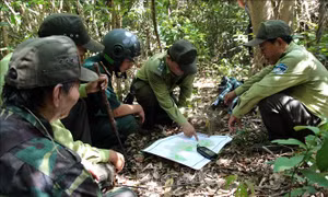 Đội tuần tra liên ngành Bảo vệ rừng, Phòng cháy chữa cháy rừng quận Sơn Trà xác định khu vực thường xuyên có bẫy thú. Ảnh: Quốc Dũng - TTXVN