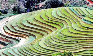 Nhìn từ trên cao, ruộng bậc thang tạo thành một bức tranh phong cảnh tuyệt đẹp. Ảnh: Quang Quyết-TTXVN