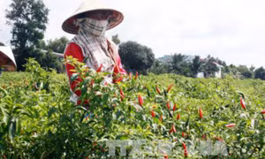 Nông dân xã Mỹ Thuận, huyện Hòn Đất thu hoạch ớt trên đất lúa trước đây. Ảnh: TTXVN