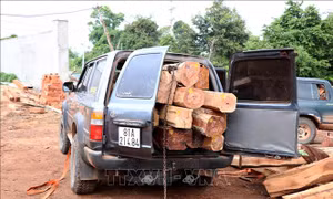 Xe chở hàng chục lóng gỗ lậu. Ảnh: Quang Thái- TTXVN