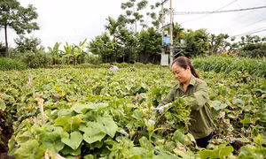 Gia đình chị Bùi Thị Tính, thôn Đồng Thanh, xã Hồ Sơn (Tam Đảo) chuyển đổi từ trồng lúa sang trồng rau su su, mỗi năm thu nhập từ 40-50 triệu đồng/vụ. Ảnh: baovinhphuc.com.vn