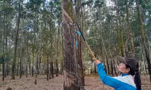 Hiện thực hóa ước mơ an cư, lạc nghiệp