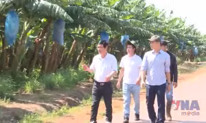 Sản phẩm chuối Gia Lai chinh phục các thị trường khó tính
