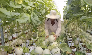 Chuyển đổi cơ cấu cây trồng, vật nuôi phù hợp từng vùng đất Long An