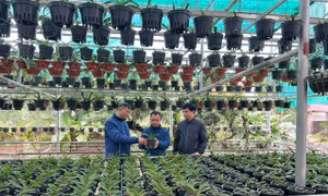Trung Thần - Làng nghề trồng lan giữ hương rừng