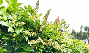 Mùa hoa sâm nam núi Dành ở Bắc Giang
