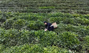 Chị Vi Thị Phương với mô hình trồng chè “7 không”