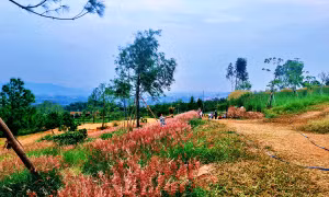 Khám phá đồi cỏ hồng Chí Linh