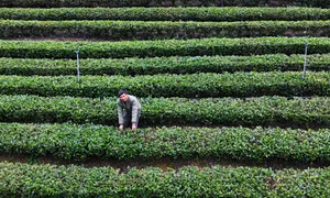 Thái Nguyên trồng chè hữu cơ hướng đến nông nghiệp sạch