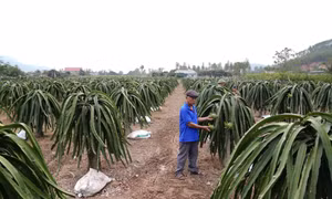 Thanh long ruột đỏ cho trái “ngọt” trên vùng đất Chí Linh