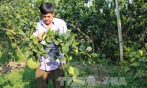 Ông Võ Văn Nam đổi đời nhờ chuyên canh cây bưởi da xanh