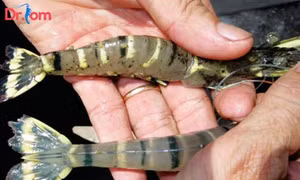 Bệnh đóng rong trên tôm