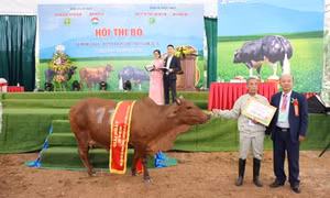 Hội thi bò xã Minh Châu năm 2018