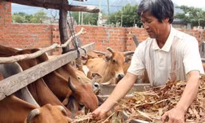 Cần thêm động lực để phát triển vùng dân tộc thiểu số và miền núi ở Ninh Thuận