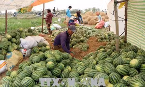 Trồng dưa hấu trên đất lúa lãi hơn 150 triệu đồng/ha ở Đồng Tháp