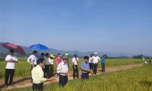 Hòa Bình gắn tái cơ cấu nông nghiệp với xây dựng nông thôn mới