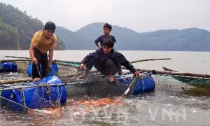 Hiệu quả mô hình hợp tác nuôi cá nước ngọt tại Quảng Ngãi