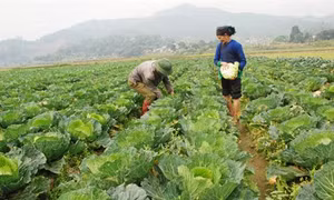Lào Cai: Nâng cao giá trị sản xuất vụ Đông từ cây trồng mới