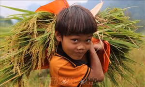Quảng Bình: Mùa vàng trên cánh đồng lúa Rục Làn