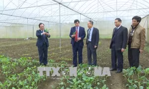 Sơn La phát triển chuỗi liên kết trong sản xuất và tiêu thụ nông sản