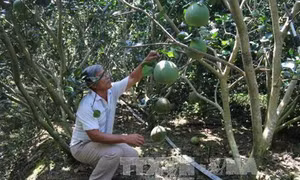Bà Trần Thị Hồng Châu làm giàu nhờ chuyển đổi sản xuất thích ứng biến đổi khí hậu