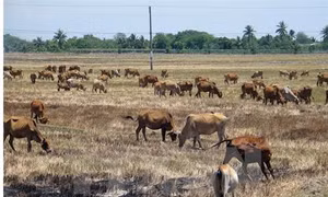 Hạn hán tác động đến chăn nuôi gia súc ở Ninh Thuận