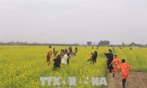 Cánh đồng hoa cải thu hút du khách về với Thanh Hóa
